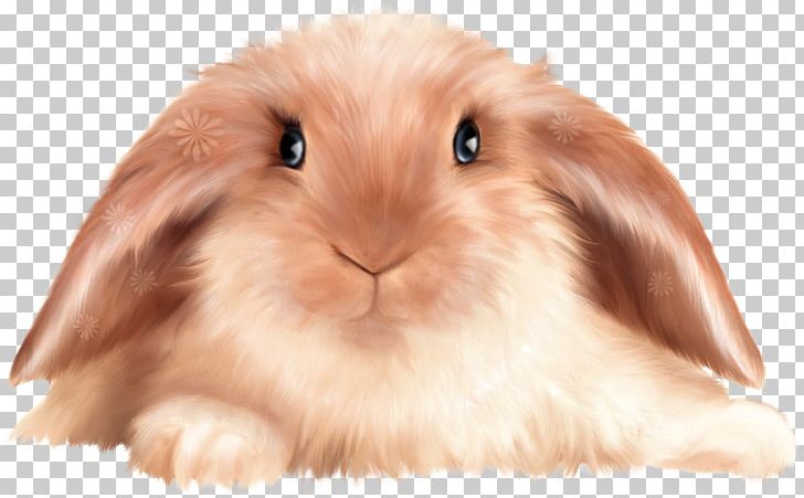 Domestic Rabbit Cartoon Portable Network Graphics PNG, Clipart, 1000000, Animal, Cartoon, Domestic Rabbit, Download Free PNG Download