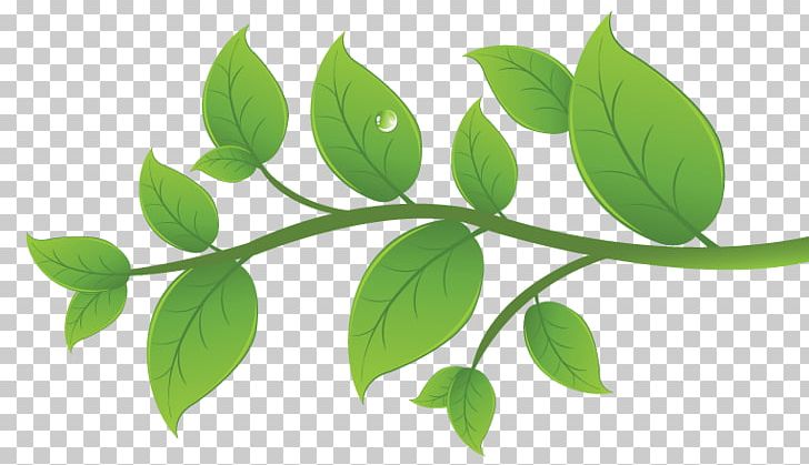 Leaf Plant Stem Branching PNG, Clipart, Branch, Branching, Leaf, Organism, Plant Free PNG Download