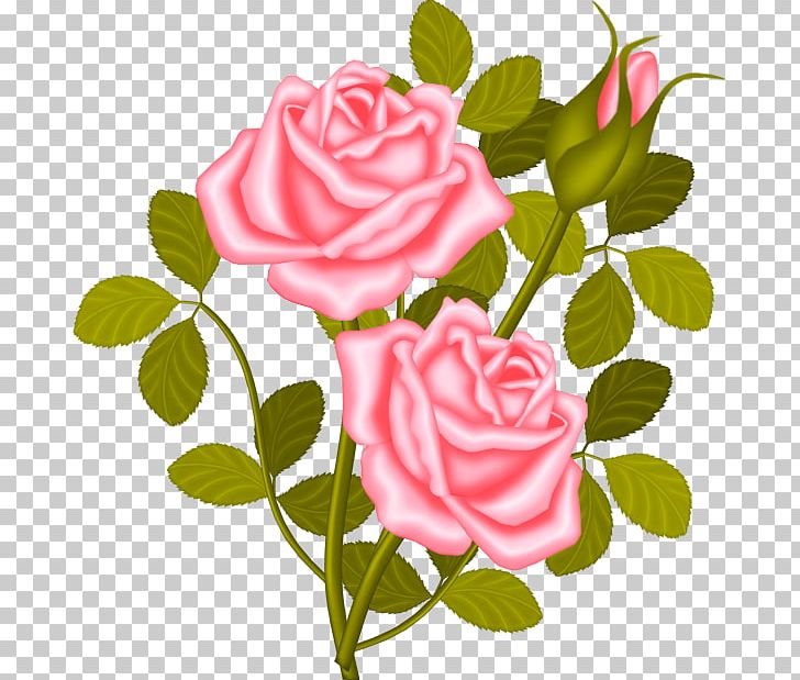 Rose Shrub Plant PNG, Clipart, Blue Rose, Clivia, Clivia Miniata, Cut Flowers, Floral Design Free PNG Download