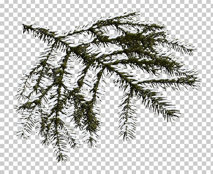 Spruce Fir Anthology PNG, Clipart, Anthology, Biome, Branch, Christmas, Christmas Ornaments Free PNG Download