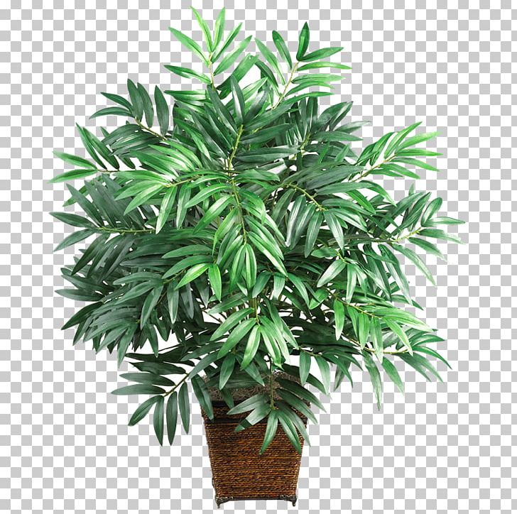 Areca Palm Lucky Bamboo Arecaceae Houseplant PNG, Clipart, Albizia Julibrissin, Arecaceae, Arecales, Areca Palm, Bamboo Free PNG Download