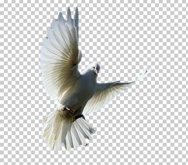 Bird Columbidae Homing Pigeon PNG, Clipart, Animals, Beak, Bird, Columbidae, Digital Image Free PNG Download