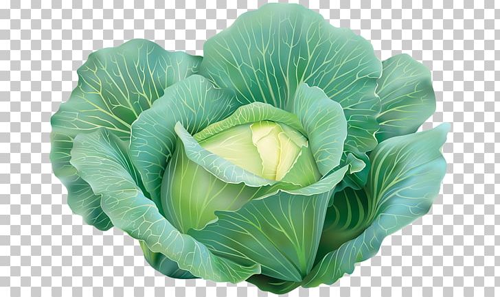 Capitata Group Red Cabbage Vegetable Savoy Cabbage PNG, Clipart, Brassica Oleracea, Broccoli, Cabbage, Cantaloupe, Capitata Group Free PNG Download