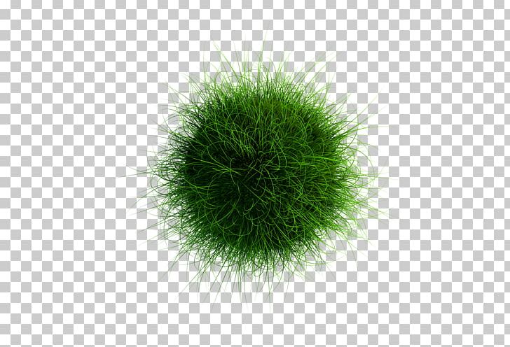 Grasses YouTube PNG, Clipart, Art, Cao Zhang, Cimen, Cimen Resimleri, Gorselleri Free PNG Download