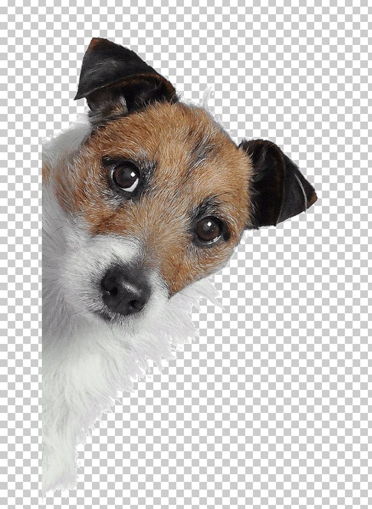 Jack Russell Terrier Responsive Web Design Web Development Digital Agency PNG, Clipart, Carnivoran, Companion Dog, Digital Agency, Dog, Dog Breed Free PNG Download
