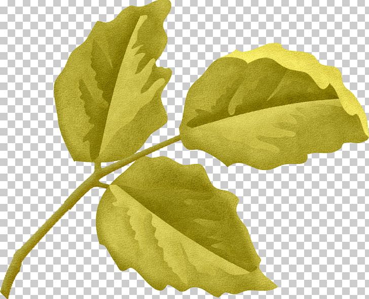 Plant Leaf Tree PNG, Clipart, Food Drinks, Leaf, Olive Leaves, Plant, Tree Free PNG Download