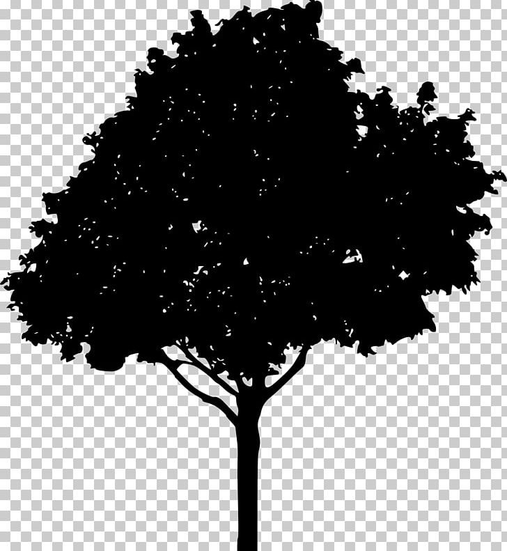 Tree Oak Drawing PNG, Clipart, Black And White, Botanical Illustration, Branch, Drawing, Graphic Design Free PNG Download