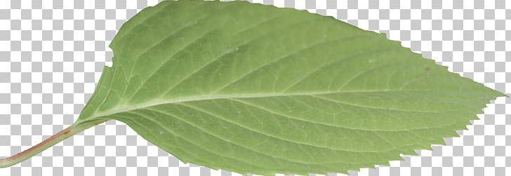 Leaf PNG, Clipart, Autumn Leaf, Green, Green Leaf, Green Leaves, Leaf Free PNG Download