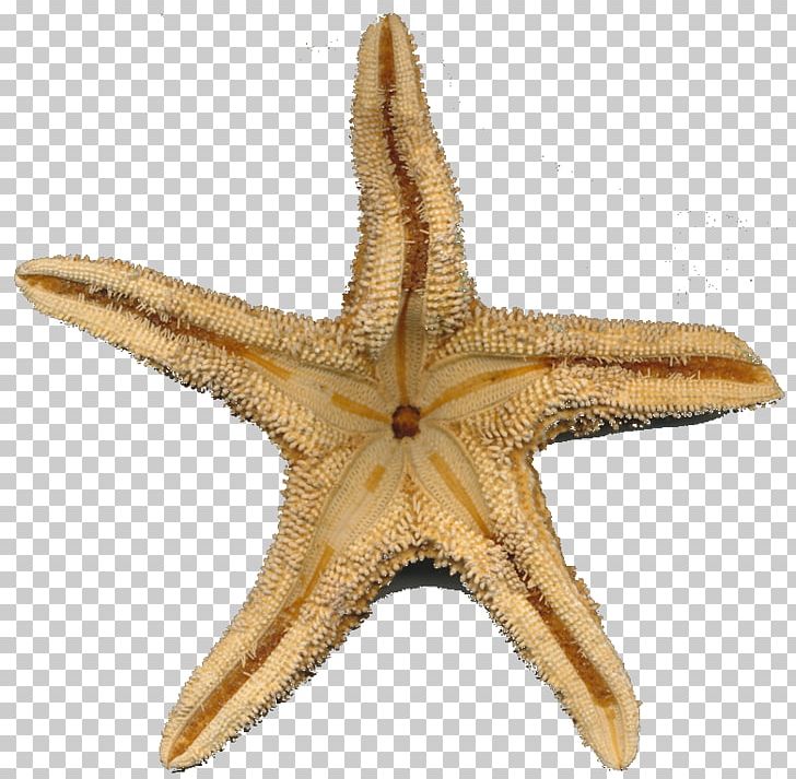 Starfish Marine Invertebrates Play PNG, Clipart, Animal, Animals, Child, Cowry, Curiosity Free PNG Download