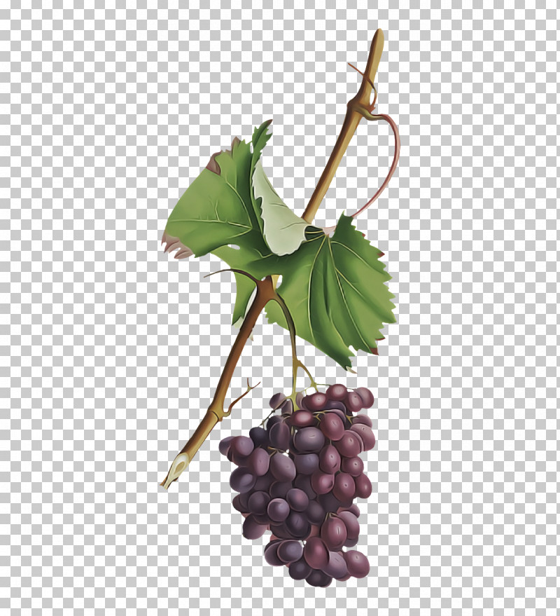 Grape Grapevines Plants Fruit Superfood PNG, Clipart, Biology, Extract, Fruit, Grape, Grape Seed Extract Free PNG Download