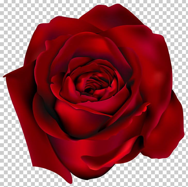 Rose Flower PNG, Clipart, Art, Barbwire, Blog, China Rose, Clip Art Free PNG Download