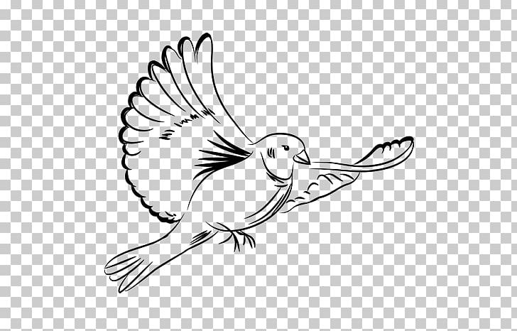 Drawing Rock Dove Paloma Blanca Doves As Symbols PNG, Clipart, Album, Art, Artwork, Beak, Bird Free PNG Download
