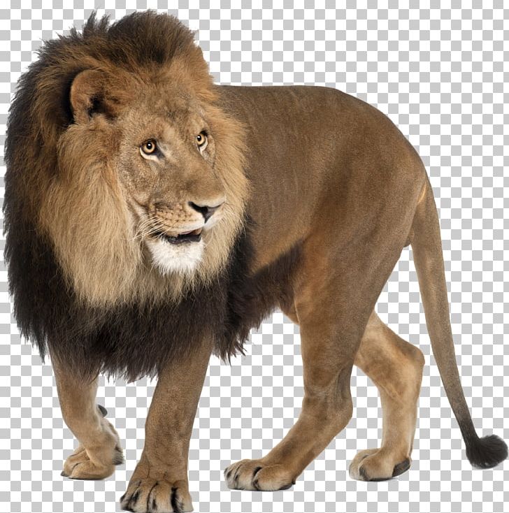 East African Lion Portable Network Graphics Felidae Computer Icons PNG, Clipart, Animals, Big Cat, Big Cats, Carnivoran, Cat Like Mammal Free PNG Download