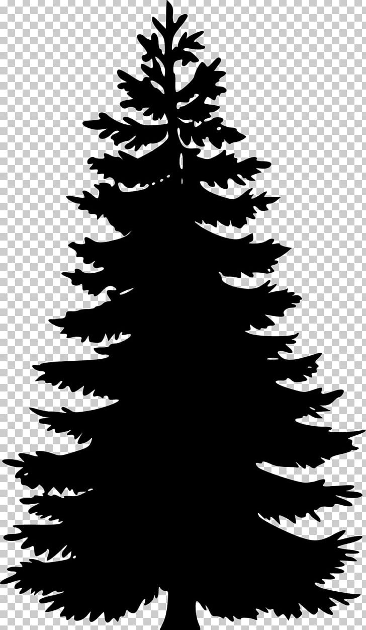 Eastern White Pine Tree PNG, Clipart, Black And White, Black Pine, Blog, Branch, Christmas Decoration Free PNG Download