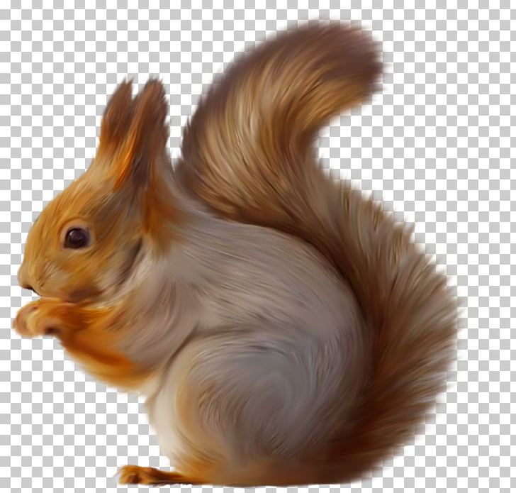 Tree Squirrels Squirrel Seeks Chipmunk PNG, Clipart, Animal, Encapsulated Postscript, Fauna, Fur, Github Free PNG Download