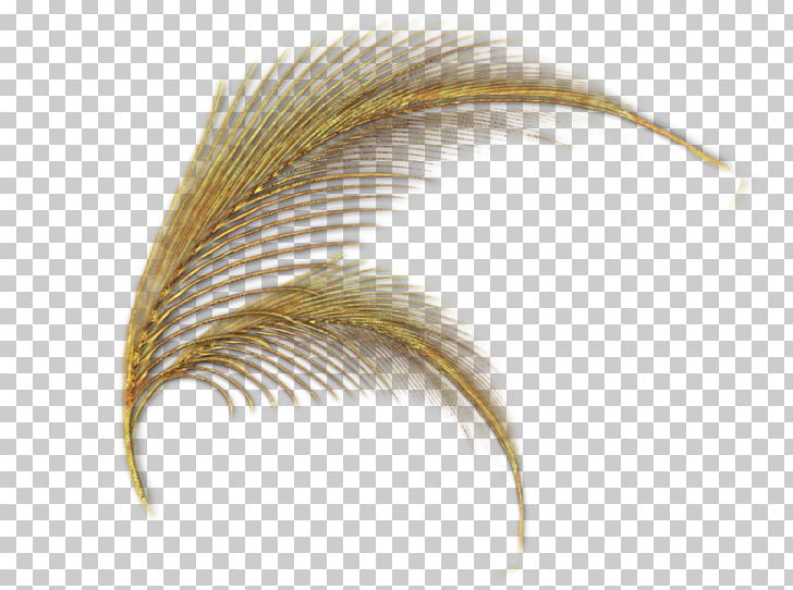 White Feather Drawing Color PNG, Clipart, Animals, Art, Color, Drawing, Feather Free PNG Download