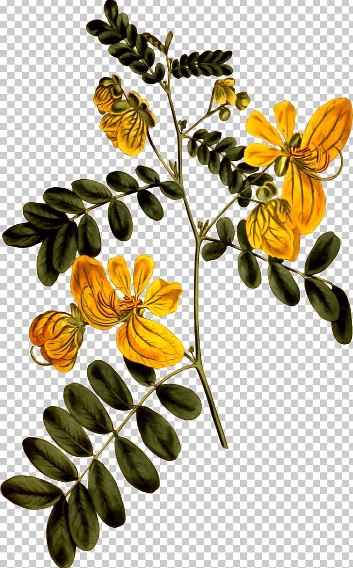 Cassia Plant Drawing Senna Alata PNG, Clipart, Botany, Branch, Cassia, Clipart, Drawing Free PNG Download