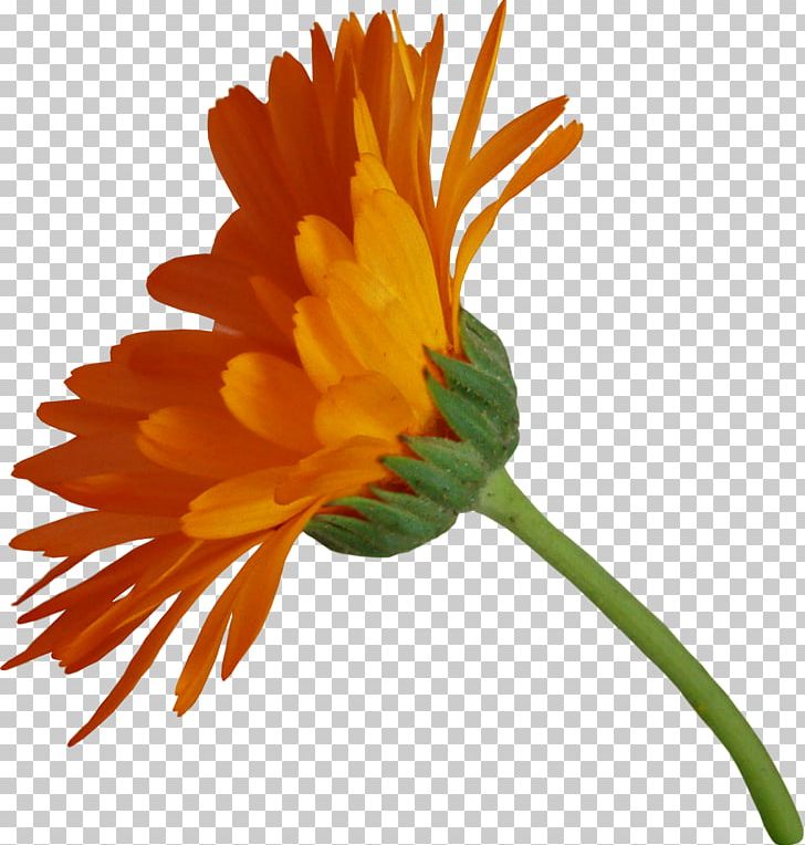 Flower Pot Marigold Petal PNG, Clipart, Calendula, Clip Art, Daisy Family, Flower, Flowering Plant Free PNG Download
