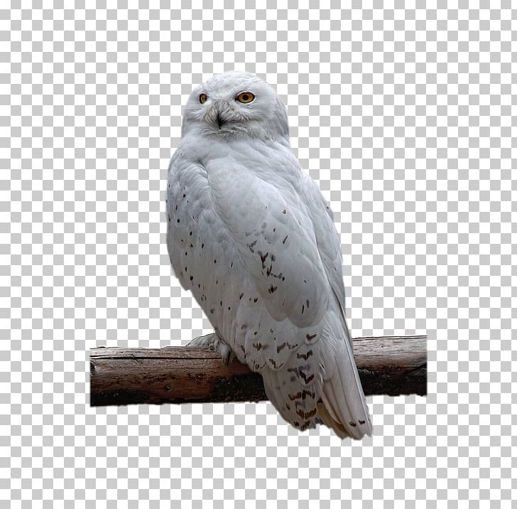 Snowy Owl Bird Of Prey Portable Network Graphics PNG, Clipart, Barn Owl, Barred Owl, Beak, Bird, Bird Of Prey Free PNG Download