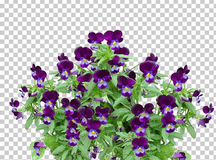 Violet Flower Plant PNG, Clipart, Annual Plant, Blossom, Blue, Clip Art, Color Free PNG Download