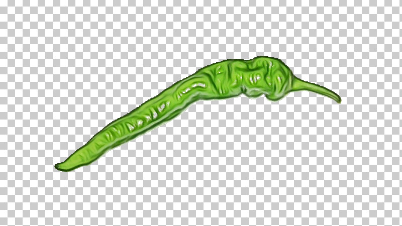 Serrano Pepper Pasilla Reptiles Vegetable Cayenne Pepper PNG, Clipart, Biology, Cayenne Pepper, Chili Pepper, Paint, Pasilla Free PNG Download