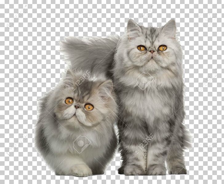 Persian Cat American Shorthair Maine Coon British Shorthair Ragdoll PNG, Clipart, Animals, Asian Semi Longhair, Breed, British Semi Longhair, Burmese Cat Free PNG Download