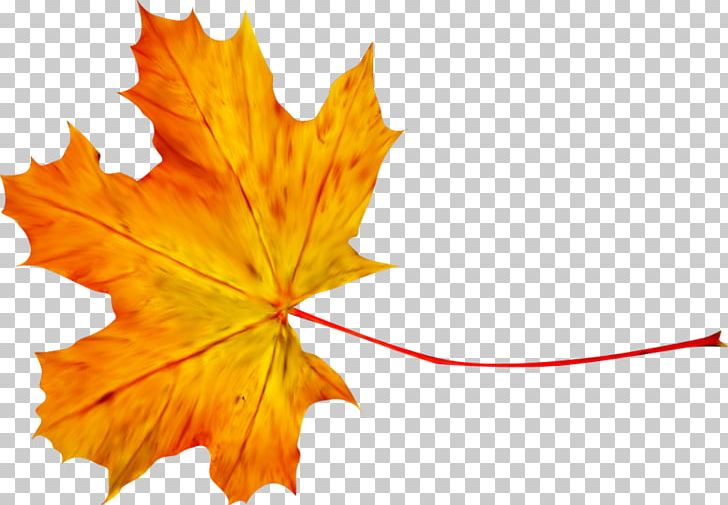 Maple Leaf PNG, Clipart, Autumn, Branch, Digital Image, Green, Information Free PNG Download