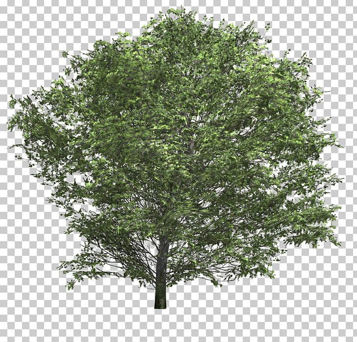 Shrub Tree PNG, Clipart, Animation, Birch, Blog, Branch, Bushes Free PNG Download