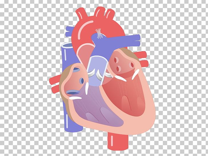 Anatomy Heart Valve Cardiac Cycle Diagram PNG, Clipart, Anatomy, Animated Film, Cardiac Cycle, Cardiology, Circulatory System Free PNG Download