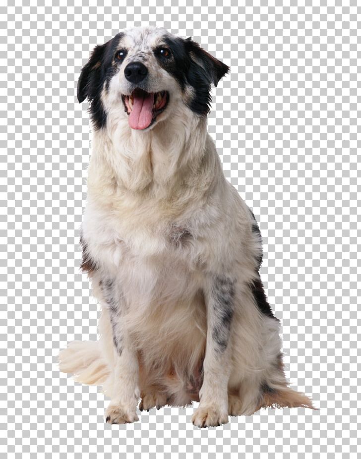 Border Collie Puppy American English Coonhound Dog Training Toilet Training PNG, Clipart, American English Coonhound, Animals, Border Collie, Carnivoran, Collie Free PNG Download