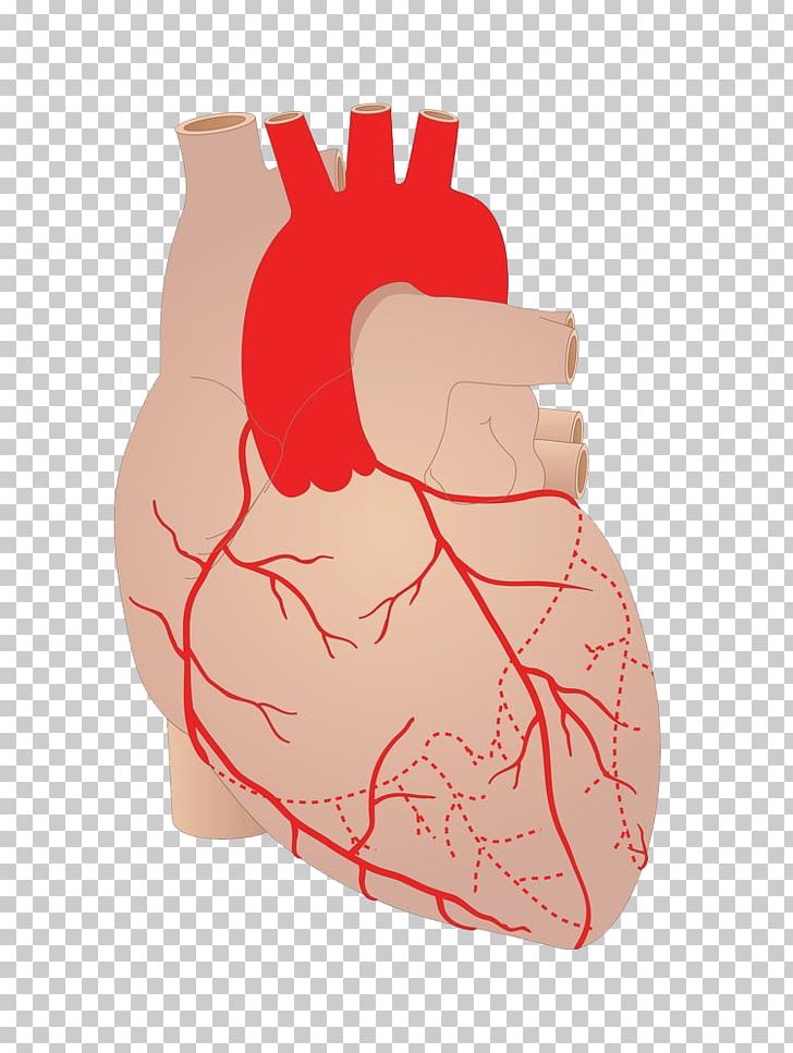 Heart Artery Coronary Arteries Cardiovascular Disease Blood Vessel PNG, Clipart, Anatomy, Aorta, Aortic Dissection, Artery, Blod Free PNG Download
