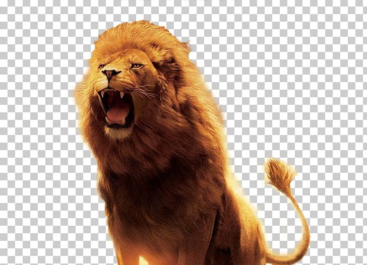 Lion Of Judah Hinduism Symbol Kingdom Of Judah PNG, Clipart, Animals, Big Cats, Carnivoran, Cat Like Mammal, Christianity Free PNG Download