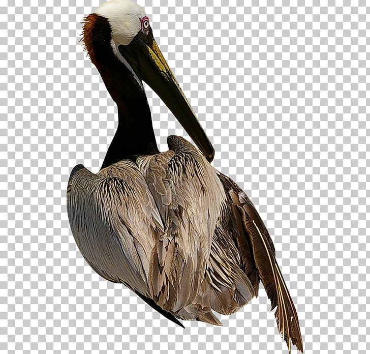 Pelican Bird Goose Owl PNG, Clipart, Animal, Animals, Ardea, Beak, Bird Free PNG Download