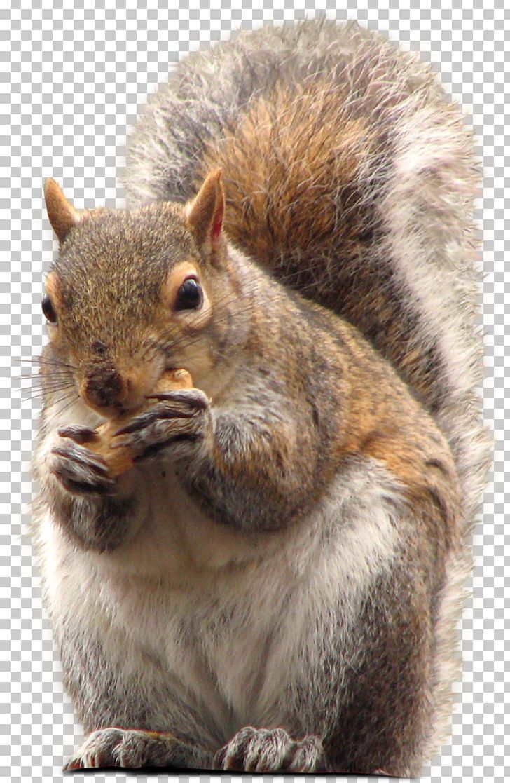 Squirrel PNG, Clipart, Animal, Animals, Computer Graphics, Download, Fauna Free PNG Download