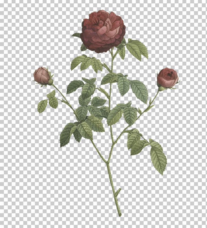 Garden Roses PNG, Clipart, Biology, Cabbage Rose, Cut Flowers, Flower, Garden Free PNG Download