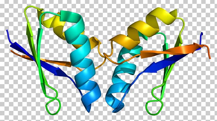 ATOX1 Protein Structure Hephaestin DMT1 PNG, Clipart, Branch, Chaperone, Copper, Encyclopedia, English Wikipedia Free PNG Download