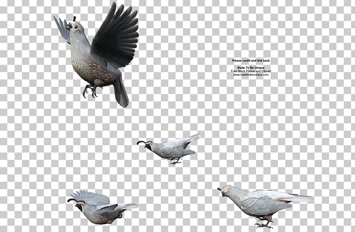 Columbidae Beak Domestic Pigeon Feather Wildlife PNG, Clipart, Beak, Bird, Columbidae, Domestic Pigeon, Fauna Free PNG Download