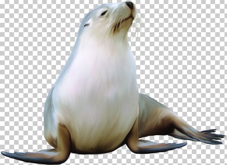 Earless Seal Harbor Seal Sea Lion Walrus PNG, Clipart, Animal, Animals, Beak, Beaver, Computer Icons Free PNG Download