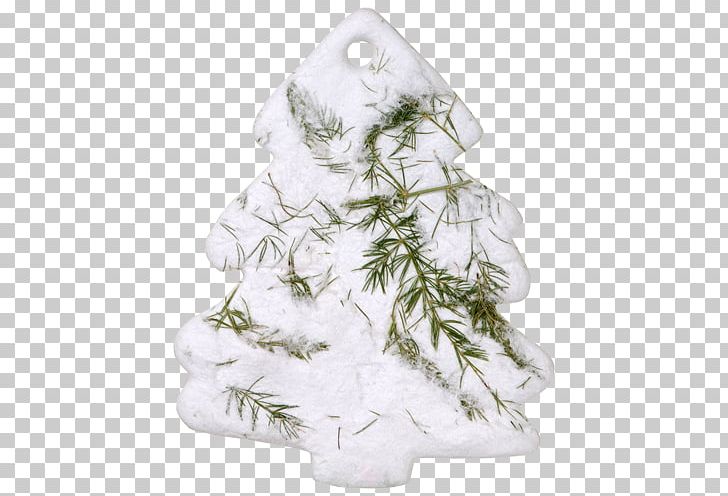 Seed Paper Fir Pine Flower PNG, Clipart, Branch, Christmas Decoration, Christmas Ornament, Christmas Tree, Conifer Free PNG Download