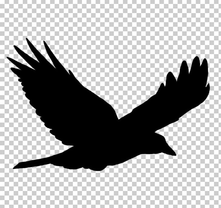 Bird Flight Bird Flight Silhouette PNG, Clipart, Accipitriformes, Animals, Bald Eagle, Beak, Bird Free PNG Download