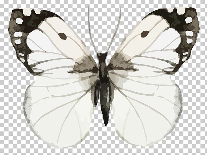 Butterfly PNG, Clipart, Arthropod, Beautiful Vector, Brush Footed Butterfly, Encapsulated Postscript, Fine Free PNG Download