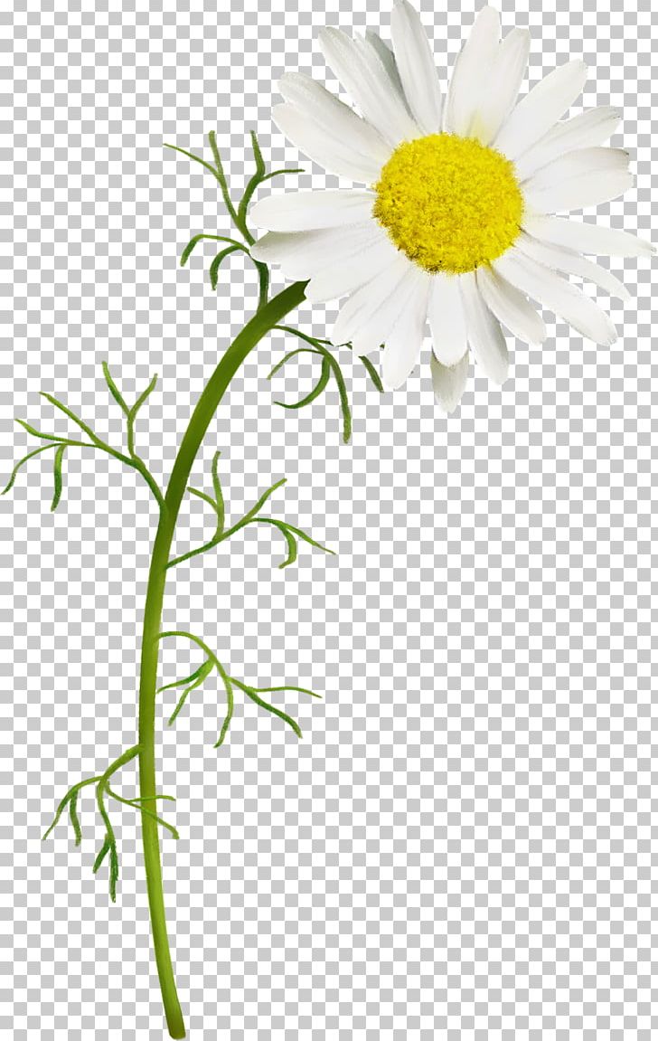 German Chamomile Common Daisy PNG, Clipart, Aster, Chamaemelum Nobile, Chamomile, Chrysanths, Computer Graphics Free PNG Download