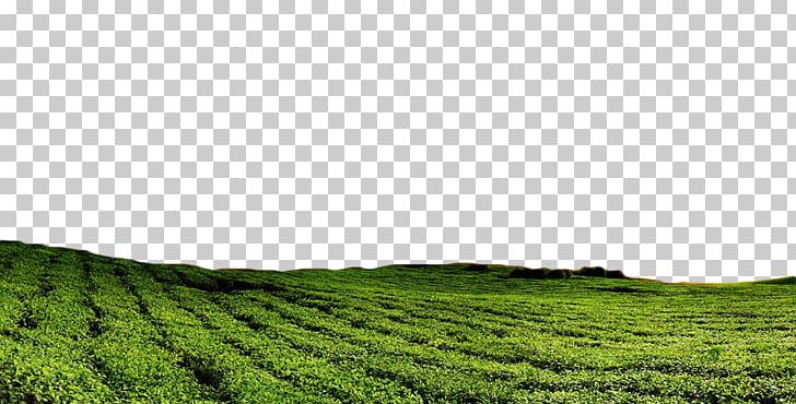 Green Tea Tea Garden PNG, Clipart, Agriculture, Background Green, Computer Wallpaper, Download, Encapsulated Postscript Free PNG Download