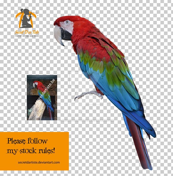 Macaw Parakeet Loriini Advertising Feather PNG, Clipart, Advertising, Animals, Beak, Bird, Fauna Free PNG Download