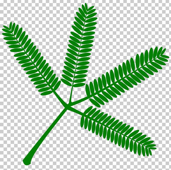 Mimosa Pudica Leaf Plant PNG, Clipart, Computer Icons, Drosera, Flower, Grass, Leaf Free PNG Download