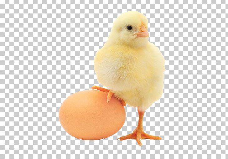 Plymouth Rock Chicken Egg Foo Young Chicken Or The Egg Poultry PNG, Clipart, Beak, Bird, Broodiness, Chicken, Chicken Egg Free PNG Download