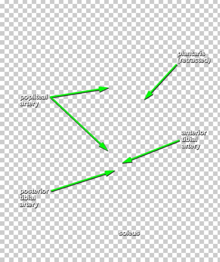 Popliteal Vein Popliteal Artery VH Dissector PNG, Clipart, Angle, Artery, Diagram, Dissection, Green Free PNG Download