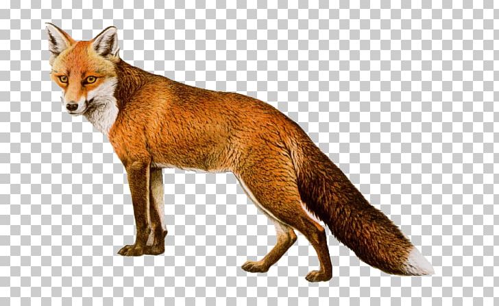 Red Fox PNG, Clipart, Animal, Animals, Balloon Cartoon, Biological, Boy Cartoon Free PNG Download
