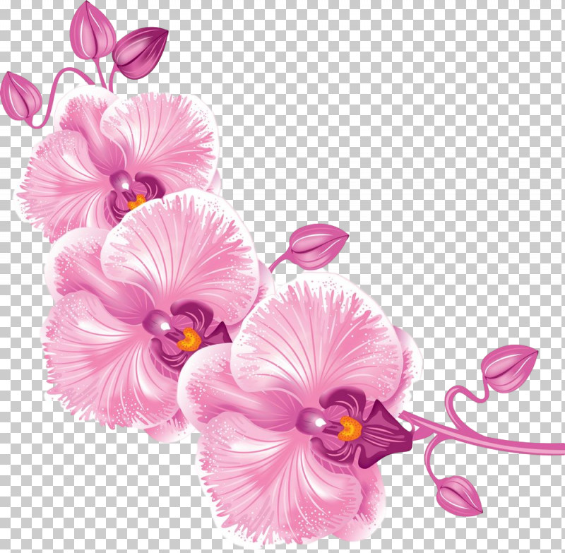 Flower Pink Petal Plant Cut Flowers PNG, Clipart, Cut Flowers, Flower, Moth Orchid, Orchid, Petal Free PNG Download