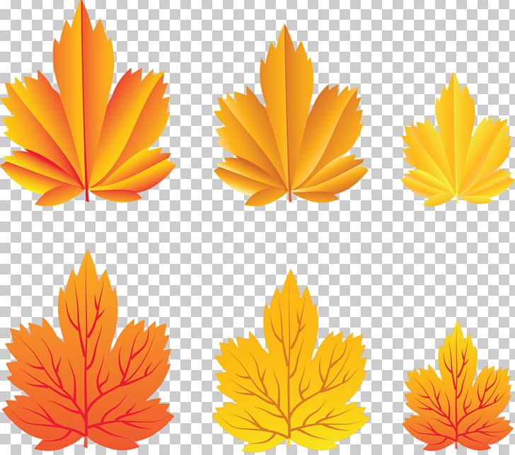 Autumn Leaves Leaf Tree PNG, Clipart, Abscission, Autumn, Autumn Leaf Color, Autumn Leaves, Calendula Free PNG Download